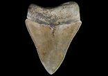 Serrated, Fossil Megalodon Tooth - Georgia #74488-1